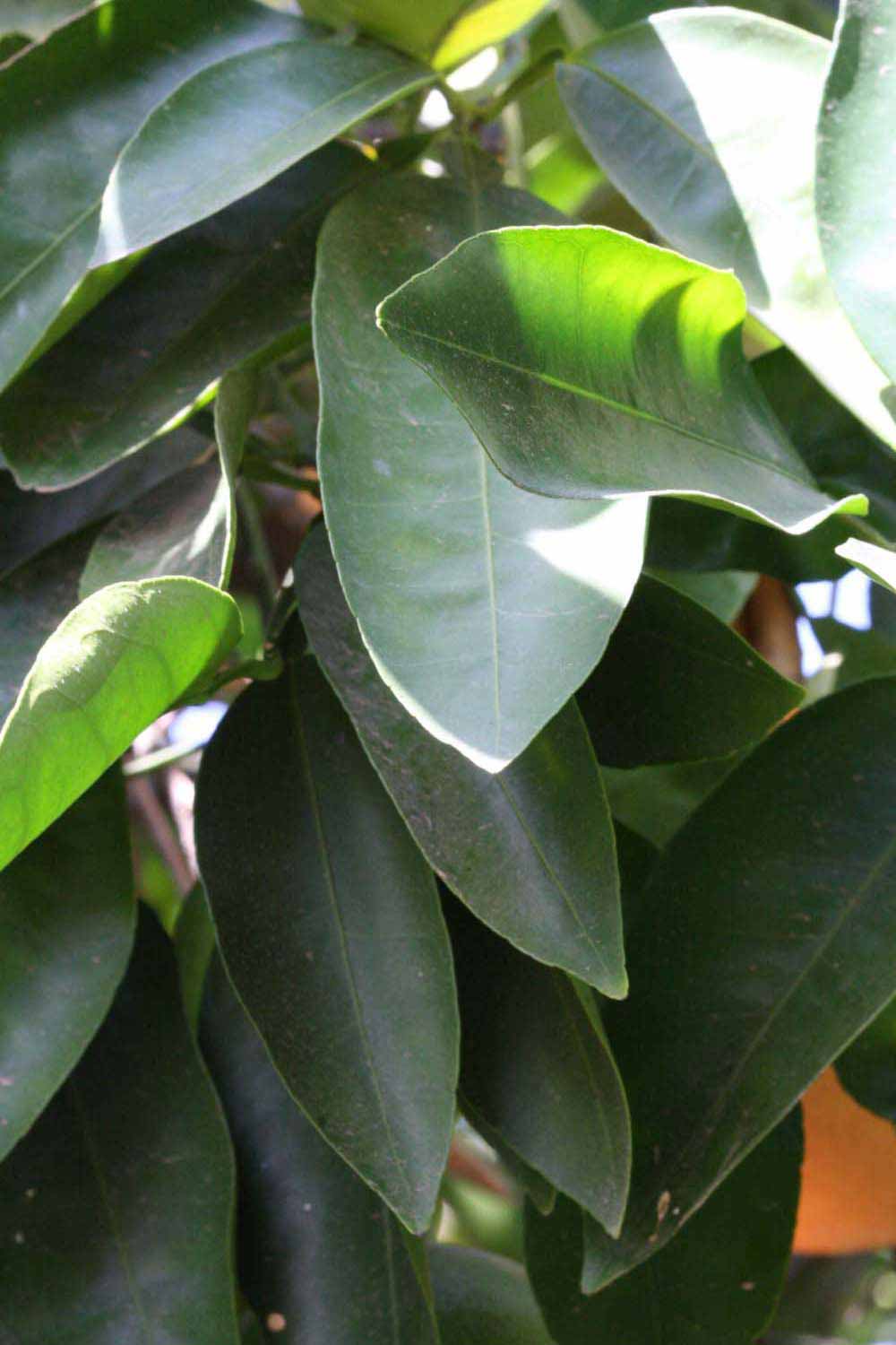              Shade leaves (Riverside, CA)       